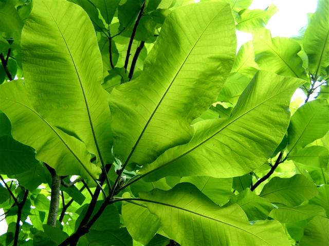 Bigleaf Magnolia tree leaves